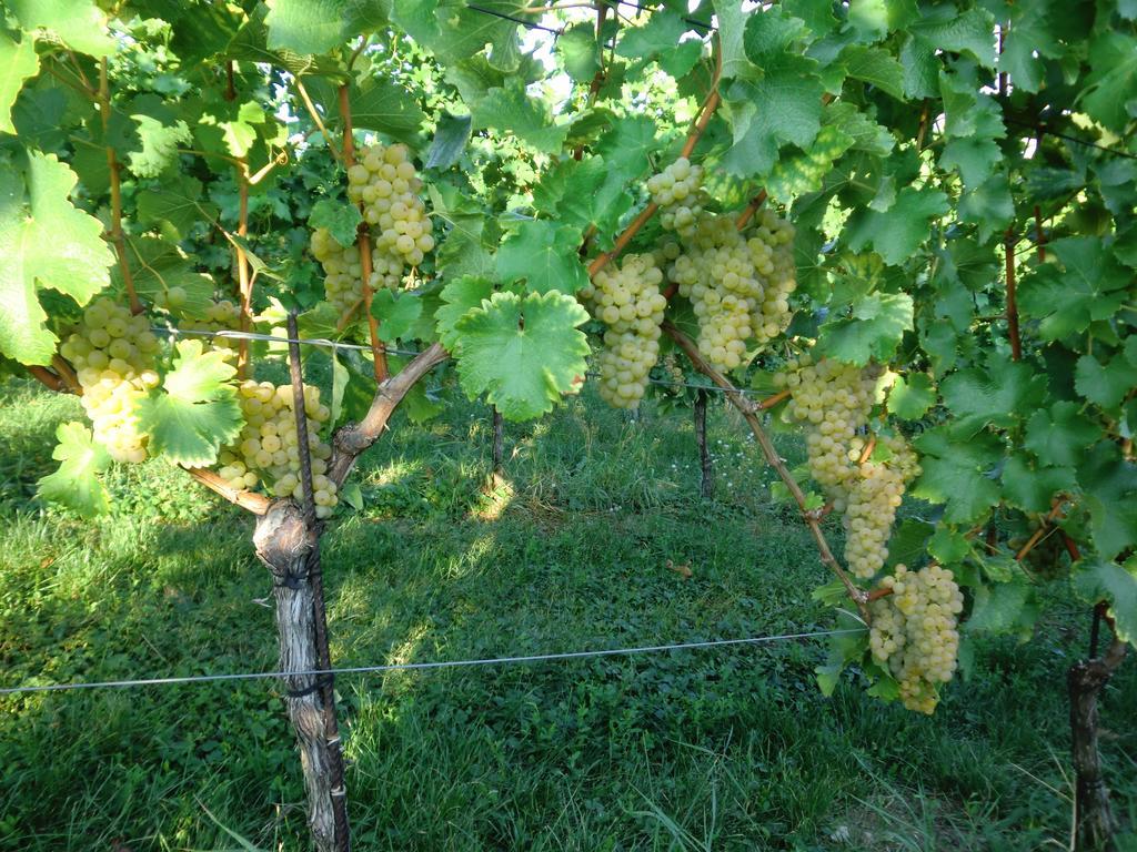 Zweytick Gaestezimmer Weingut Ratsch an der Weinstraße Εξωτερικό φωτογραφία
